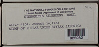Stemonitis splendens image